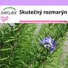 SAFLAX - Skutečný rozmarýn - Rosmarinus officinalis - 100 Náhled obrázku produktu 10