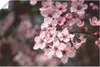 ARTland Poster Kirschblüten Nahaufnahme im Sonnenlicht Produktbild-Vorschau 1