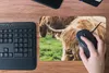 MuchoWow® Mauspad Mousepad Schottische Highlander - Tiere - Produktbild-Vorschau 4