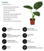 Dehner Pfeilblatt, Alocasia macrorrhiza, markantes Produktbild-Vorschau 2