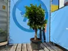 Sunny Tree - Orangenbaum - große 160 Zentimeter - Citrus Produktbild-Vorschau 4