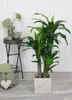 Plante artificielle Dracaena Mica Decorations H 95 cm Ø 60 Voir les images du produit 5
