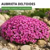 Blaukissen Rosa-rot Samen - Aubrieta deltoides - Produktbild-Vorschau 2