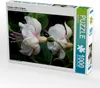 Calvendo Fuchsie Jollies Avignon 1000 Teile Puzzle hoch Produktbild-Vorschau 1