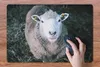 MuchoWow® Schreibtischunterlage Schafe - Tiere - Rinder Produktbild-Vorschau 3