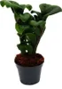 Mini roslina - palma Zamio - Zamioculcas zamiifolia - Podgląd zdjęcia produktu 1