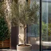 Olivier - Olea europaea - Hauteur 45-55cm - ⌀14cm Voir les images du produit 6