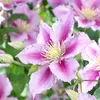 Bloomique - 2er-Set - Clematis Piilu - Großblütige Waldrebe Produktbild-Vorschau 4