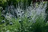 Echinops ritro, Kugeldistel, stahlblau, ca. 9x9 cm Topf Produktbild-Vorschau 14