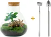 Flaschengarten Set – Sammie Coffea – DIY Terrarium – 26 cm Produktbild-Vorschau 6