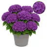 Cuore esotico - Ortensia - Hydrangea Forever & Ever - Viola Anteprima dell’immagine prodotto 1