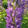 Bloomique - Lot de 6 - Lupinus Gallery Blue - Lupin - Voir les images du produit 4