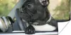 MuchoWow® Poster Französische Bulldogge - Auto - Rot 40x20 Produktbild-Vorschau 1