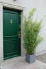 Fargesia nitida "Jiuzhaigou" 160–170 cm | Roter Produktbild-Vorschau 3