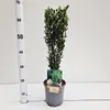 Ilex cren. 'Fastigiata' - Houx | 40-50 cm en pot Voir les images du produit 1