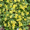 Waldsteinia ternata | 6 Stücke - 10-25cm - Ø9cm - Produktbild-Vorschau 5
