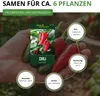 Chili Early Jalapeno Samen - Capsicum annuum - Chilisamen - Produktbild-Vorschau 3