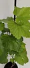 A close-up of a young grape plant with green leaves. Náhľad obrázku produktu