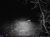 Outdoor Wildlife Hunting Trail und Wildkamera OXE Panther Produktbild-Vorschau 29