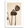 Leinwandbild Getrocknete Lotusblüten 40x60 Feeby Beige bild Produktbild-Vorschau 3