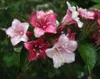 Weigela hybr. 'Carnaval'® ('courtalor'®) - Klinová ľalia Náhľad obrázku produktu 2