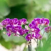Orchidées Colibri | Orchidée Phalaenopsis violette - Voir les images du produit 3