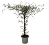Corokia cotoneaster - Zick-Zack-Strauch - Schnurbaum Produktbild-Vorschau 2