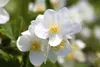 Philadelphus coronarius, Duftjasmin, weiß, 40–60 cm Produktbild-Vorschau 1