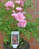 Rosa The Fairy Märchenhaft reich blühende Bodendecker Rose  Produktbild-Vorschau 3