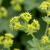 6 Stauden Alchemilla mollis winterhart gelbgrün 20 cm Produktbild-Vorschau 4