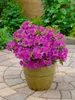 Rhododendron obt. 'Königstein', lila Blüten, 30–40 cm Produktbild-Vorschau 11