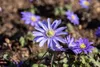 Anemone blanda 'Blue Shades', Balkan-Windröschen, blau, ca. Produktbild-Vorschau 8