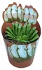 Haworthia truncata - zeldzame Haworthia - zeldzaamheid - Productafbeelding-voorbeeld 2