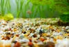 Ghiaia acquario quarzo ambra 2 kg, granulometria 2-3 mm, Anteprima dell’immagine prodotto 6