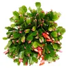 Großer Weihnachtskaktus - Schlumbergera - XXL - 17cm Topf - Produktbild-Vorschau 3