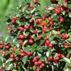 Cotoneaster dammeri 'Major' sterk 48 planten 25cm Ø9cm Productafbeelding-voorbeeld 1