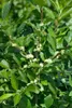 Ilex verticillata, Winterbeere, 60–80 cm, leuchtend rote Produktbild-Vorschau 5