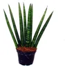 Sansevieria cylindrica – elegantní sada 3 kusů v květináči Náhled obrázku produktu 4