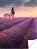 MuchoWow® Poster Lavendel - Blumen - Lila - Feld 120x160 cm Produktbild-Vorschau 1