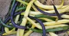 Haricots, mélange de différentes variétés, gousses de Voir les images du produit 7