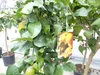Zitrus Zitronenbaum Zitrone Citrus Limon Limone 120 - 140 Produktbild-Vorschau 3