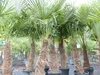 2 Stück Trachycarpus fortunei, 70 - 100 cm Stamm, 210 - 250 Produktbild-Vorschau 3