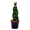 Sansevieria cylindrica - Inteligentná sada 3 kusov v 9 cm Náhľad obrázku produktu 3