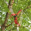 Gartenschere für hohe Äste, Gartenschere, Gartengeräte Produktbild-Vorschau 8