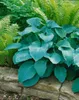 Hosta sieboldiana, Blaublatt-Funkie, ca. 11x11 cm Topf, Produktbild-Vorschau 8