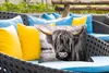 MuchoWow® Outdoor Kissen - Schottisches Hochlandrind - Produktbild-Vorschau 4