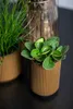 Two potted plants are placed on a dark surface, with a decorative vase in the background. Anteprima dell’immagine prodotto