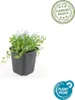 Biala Isotoma fluviatilis 'Alba' 10 - 25cm, srednica 9cm, Podgląd zdjęcia produktu 3