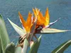 SAFLAX Kultivační sada - květ rajky (reginae) - Strelitzia Náhled obrázku produktu 8