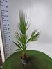 A potted palm plant is displayed in front of a white background with a ruler on the left side. Produktbild-Vorschau
